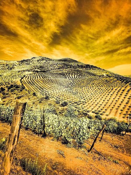 Eggers, Terry 아티스트의 Portugal-Douro Valley-Vineyards and Olive Groves작품입니다.